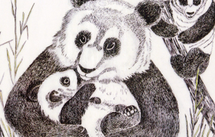 Pen drawing of panda bears